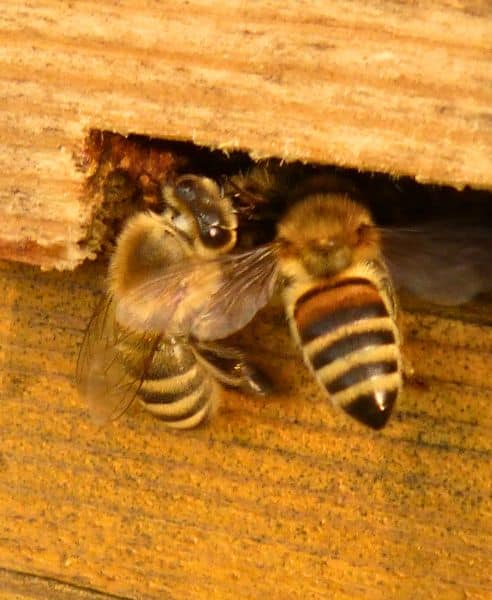 honeybee removal service in Houston ALL CREATURES PEST CONTROL